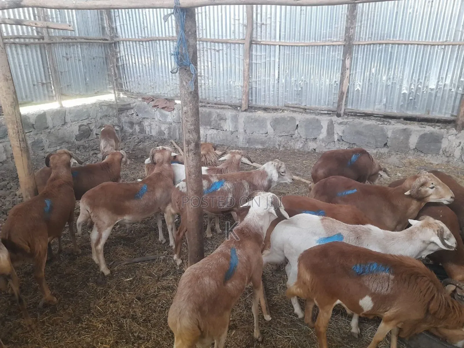 Shenen General Business S.C