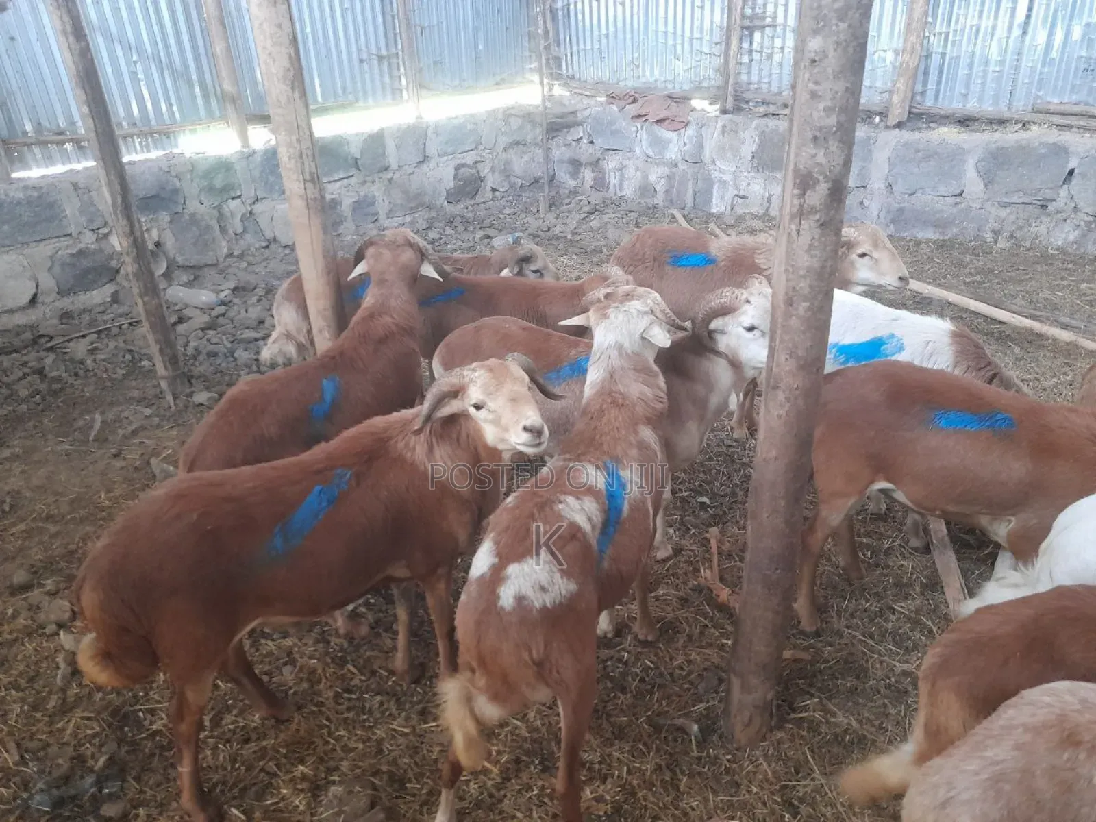 Shenen General Business S.C