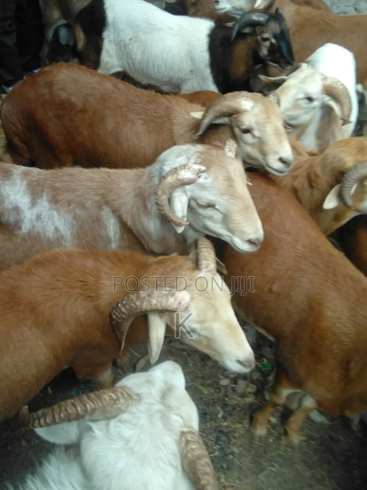 Shenen General Business S.C