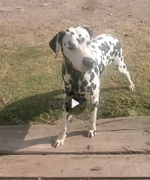 3-6 months Male Purebred Dalmatian