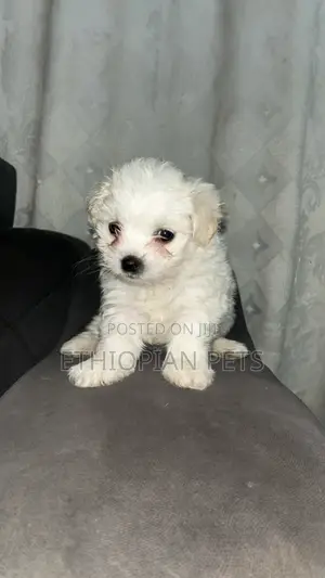 1-3 months Female Purebred Maltese