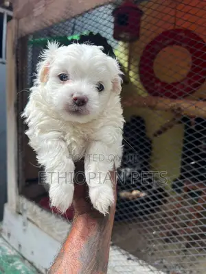 1-3 months Female Purebred Maltese