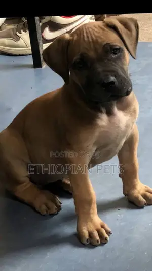 1-3 months Female Purebred Boerboel