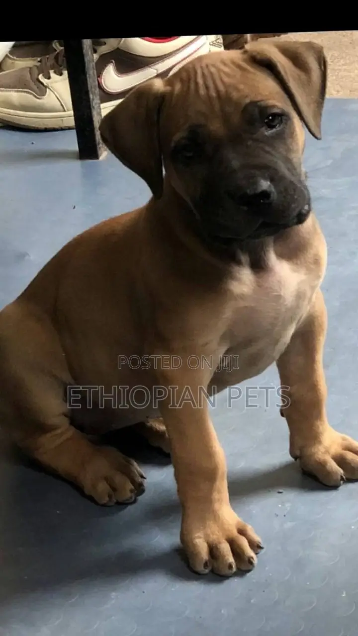 1-3 months Female Purebred Boerboel