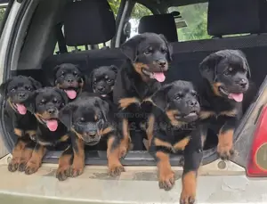 Photo - 1-3 months Male Purebred Rottweiler