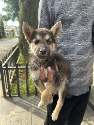 Photo - 1-3 months Male Purebred German Shepherd
