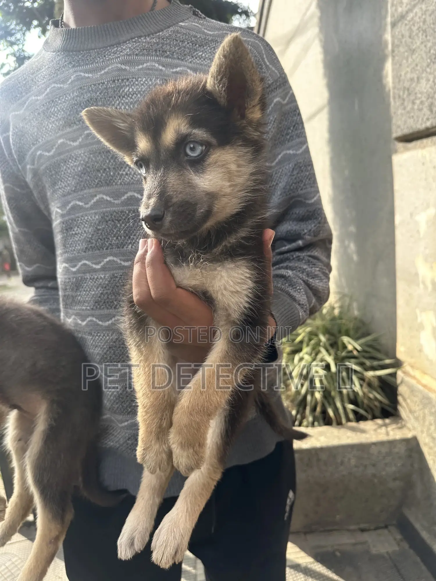 1-3 months Male Purebred German Shepherd