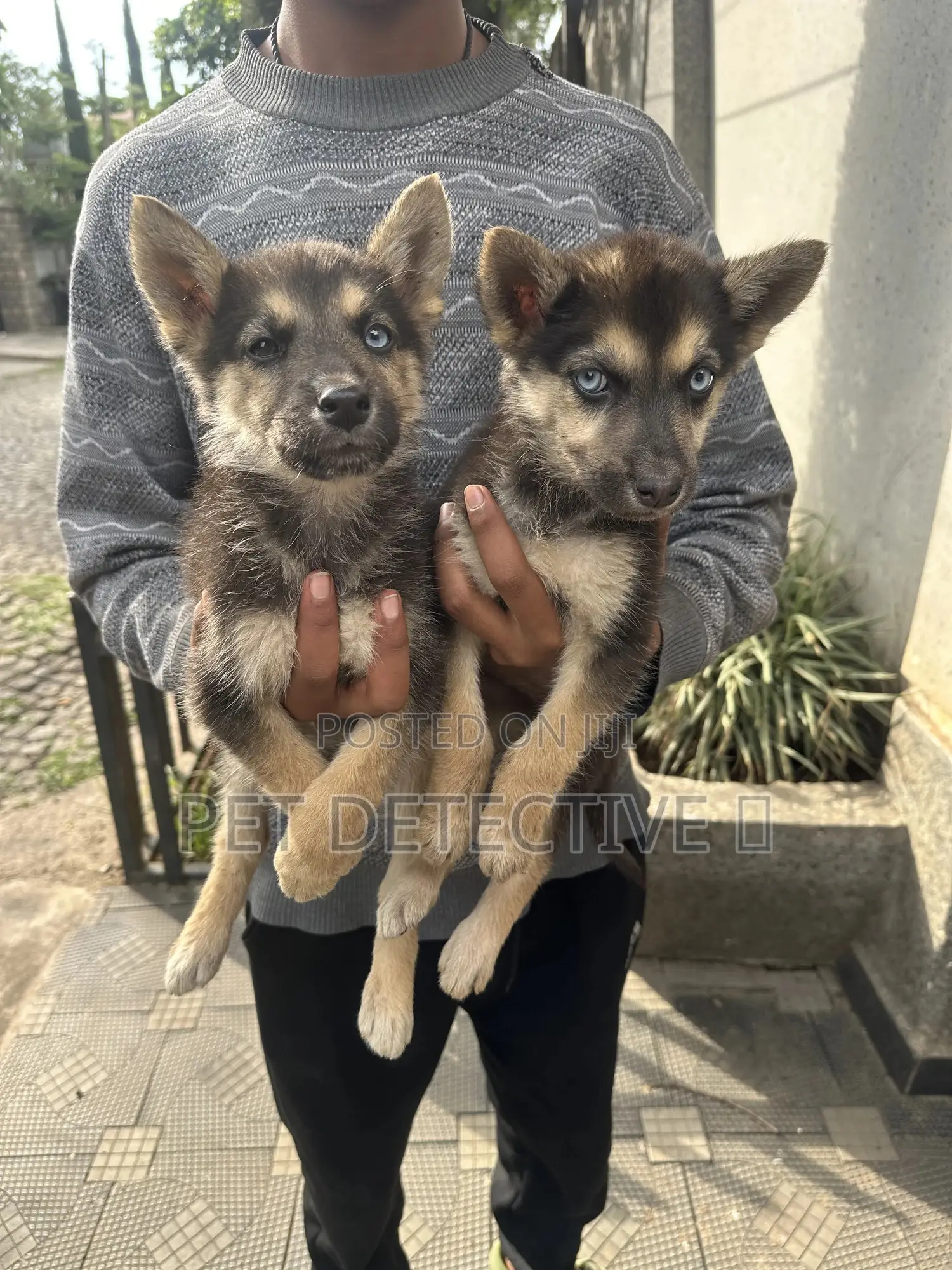 1-3 months Male Purebred German Shepherd