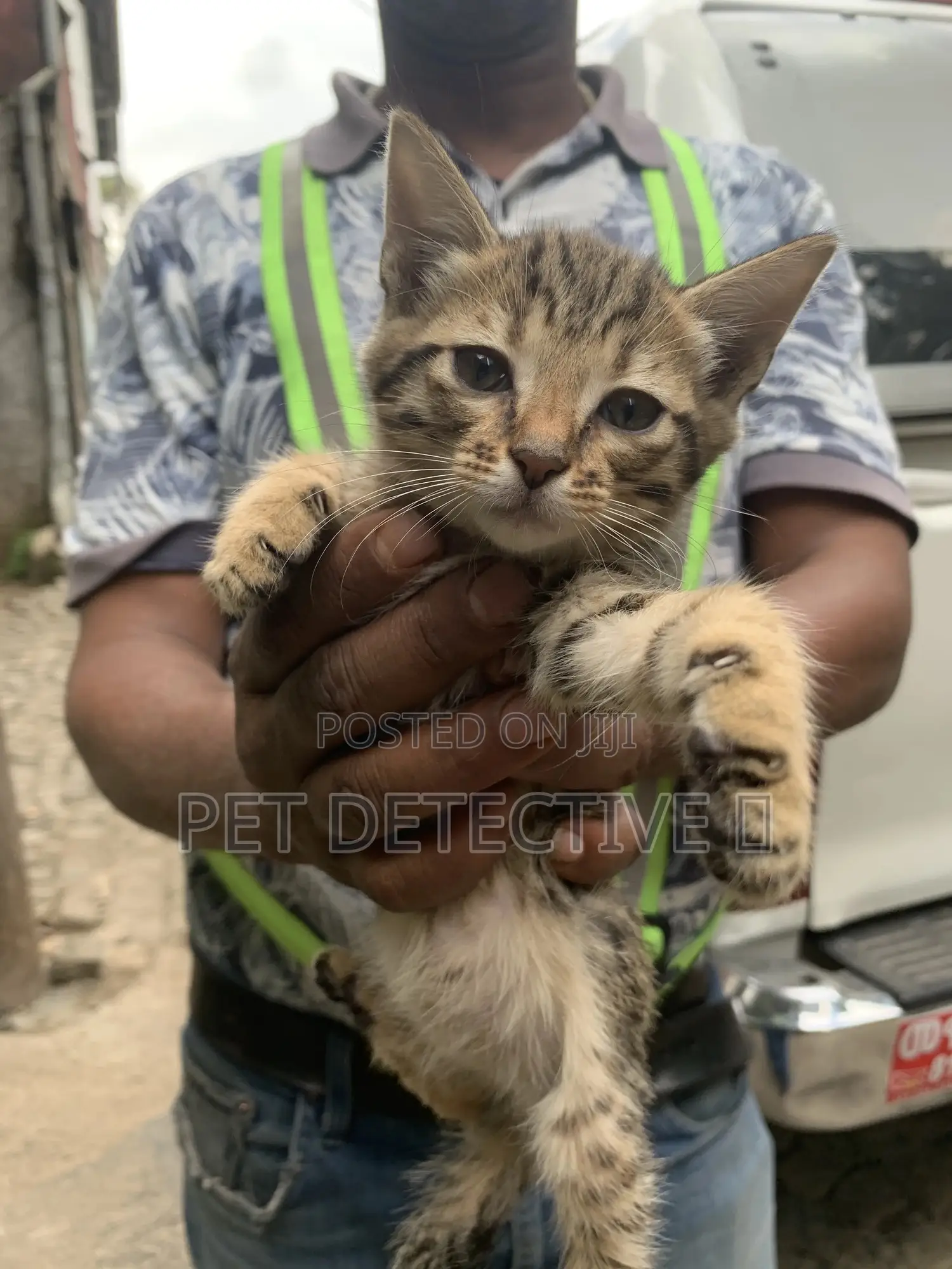 1-3 months Male Purebred Abyssinian