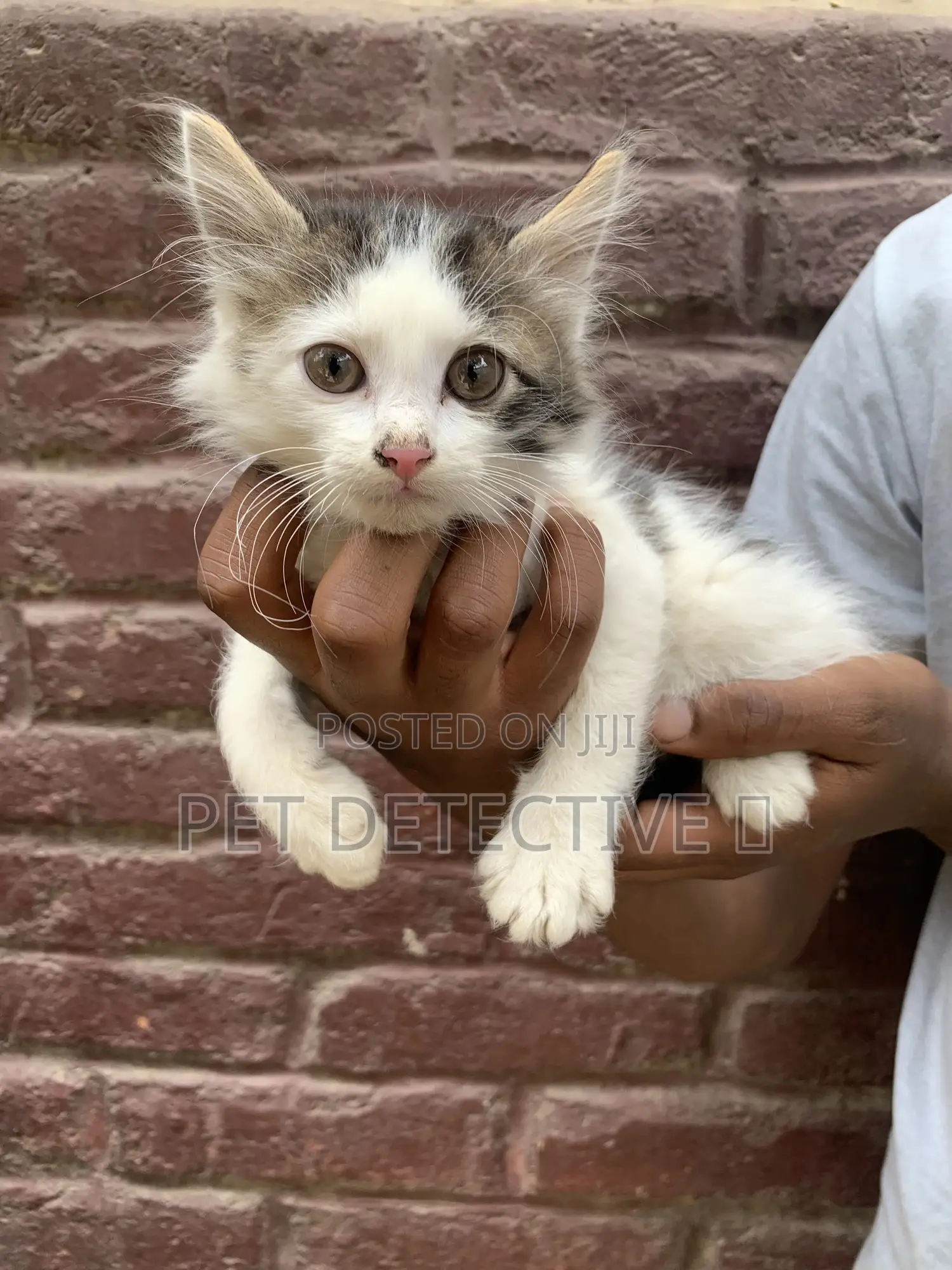 1-3 months Male Purebred British Shorthair