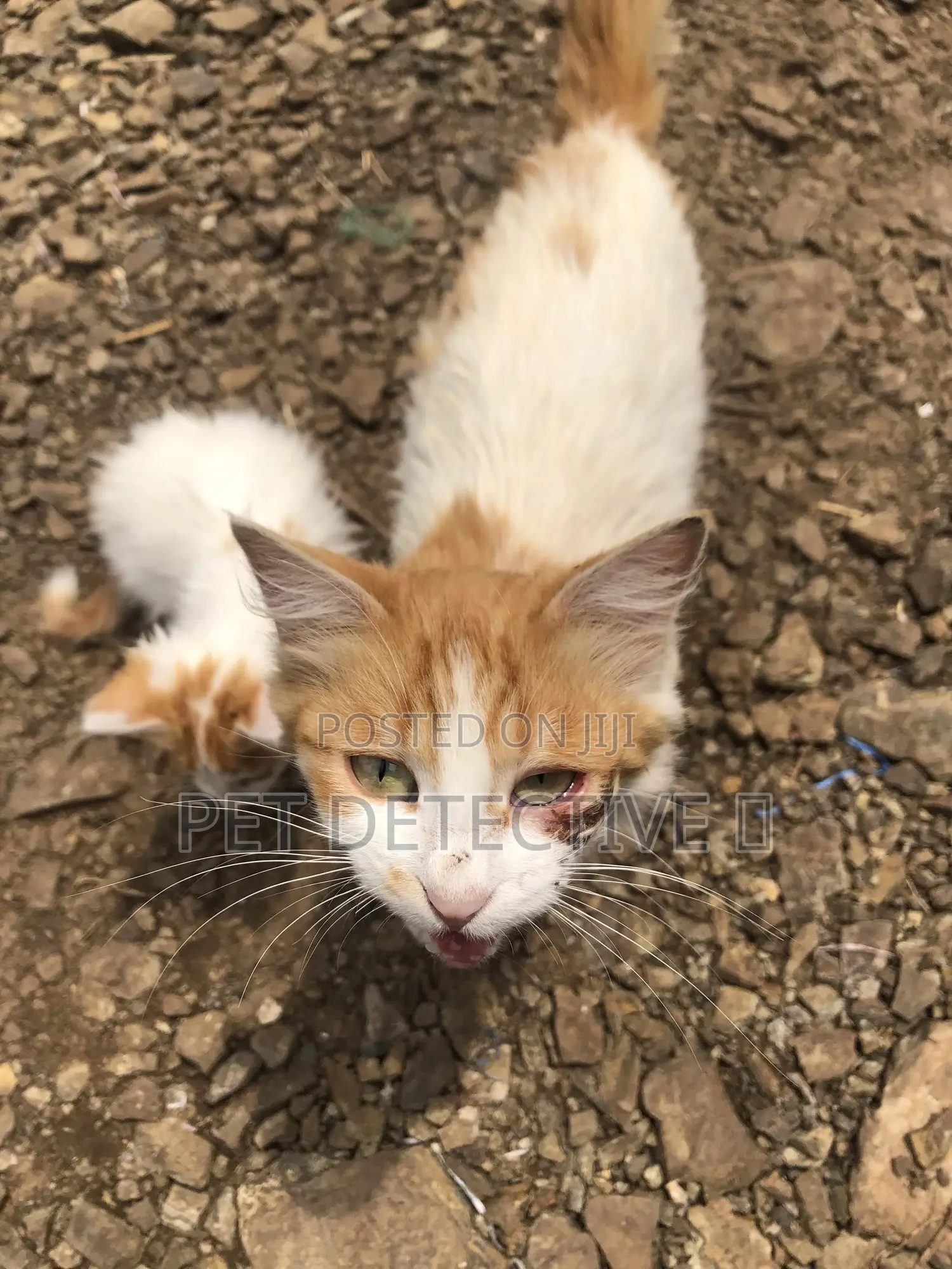 1-3 months Male Purebred American Shorthair