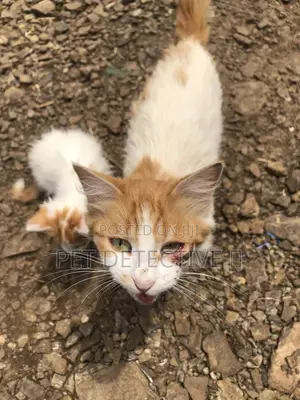 1-3 months Male Purebred American Shorthair