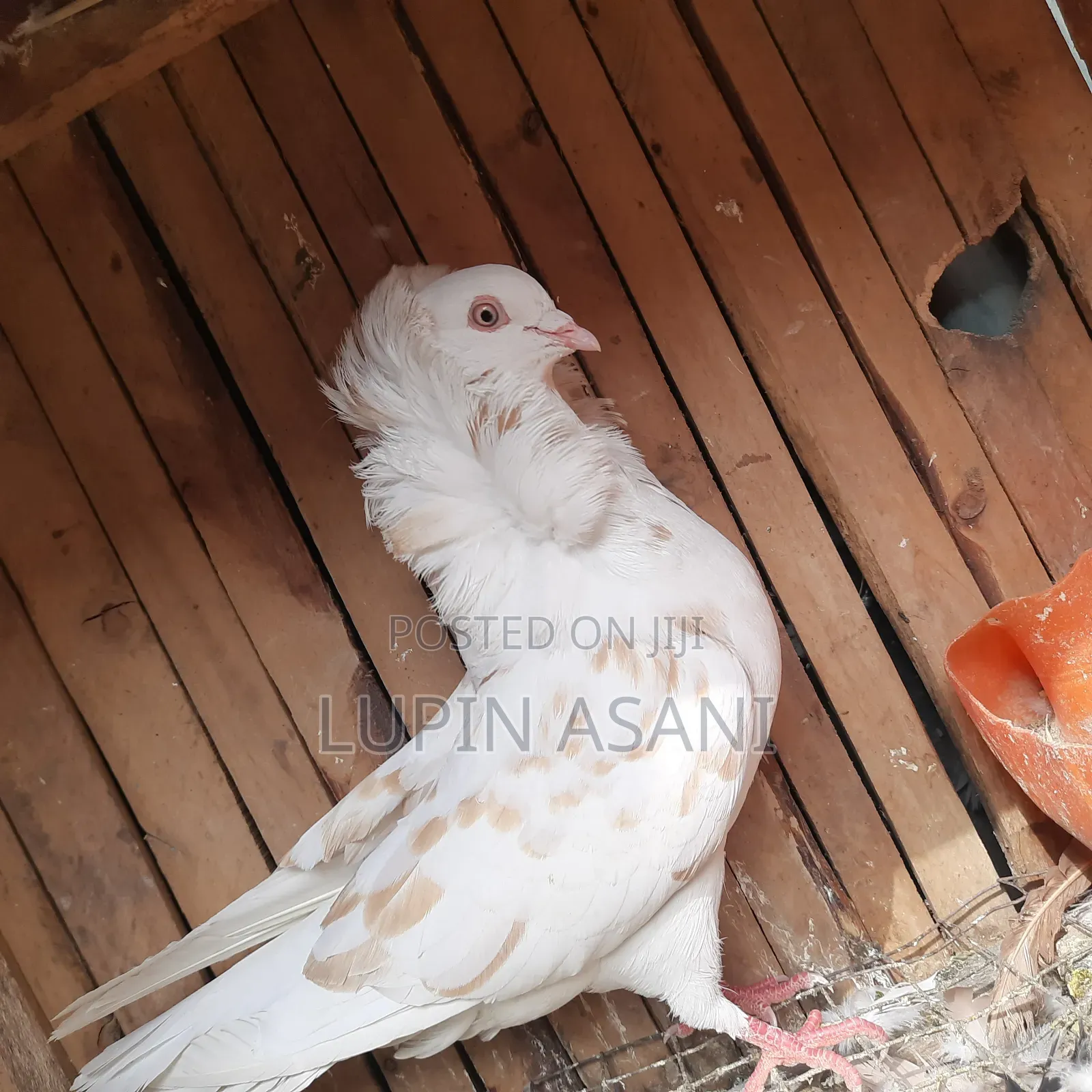Quality Pigeons. Price Inbox or Call