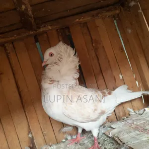 Quality Pigeons. Price Inbox or Call