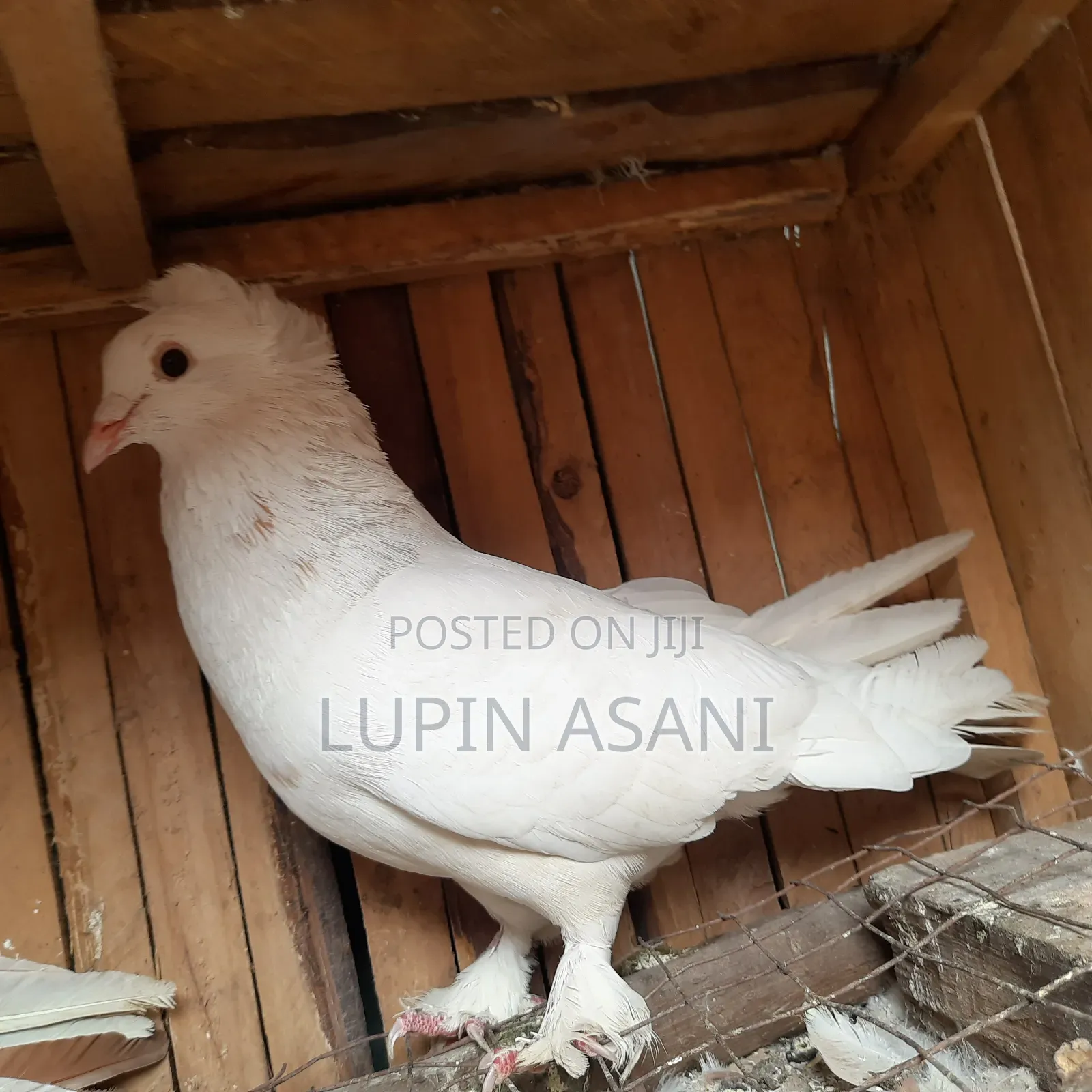 Quality Pigeons. Price Inbox or Call