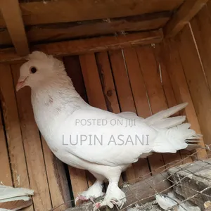 Quality Pigeons. Price Inbox or Call