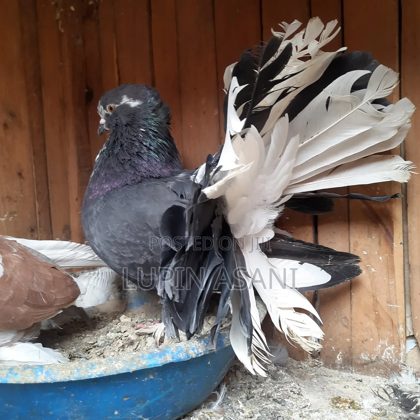 Quality Pigeons. Price Inbox or Call