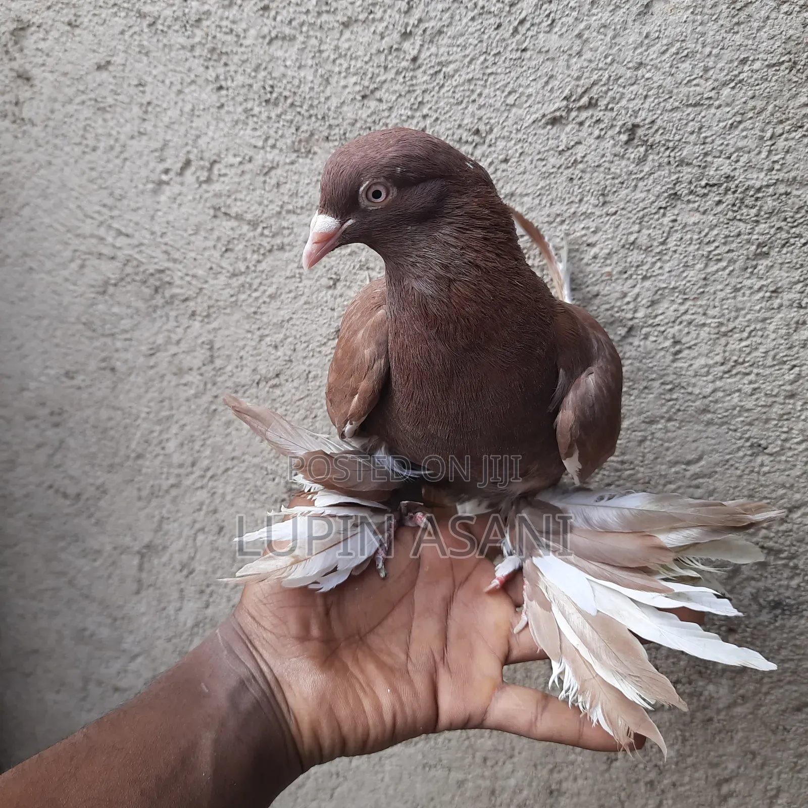 Quality Pigeons. Price Inbox or Call