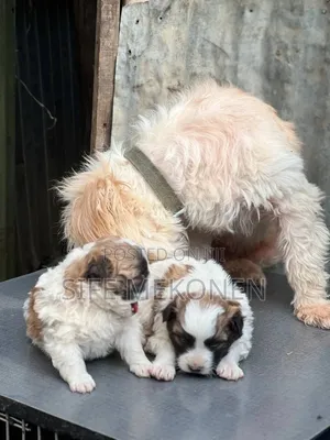 1-3 months Male Purebred Maltese