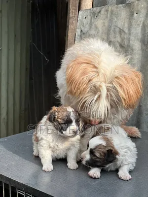 1-3 months Male Purebred Maltese