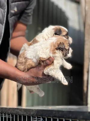 1-3 months Male Purebred Maltese