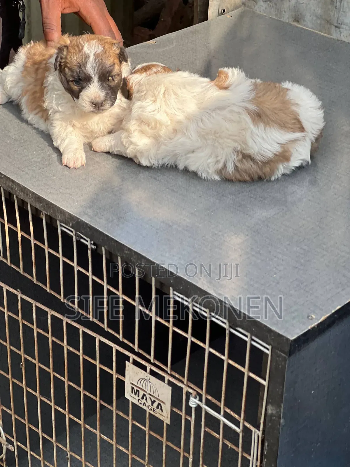 1-3 months Male Purebred Maltese