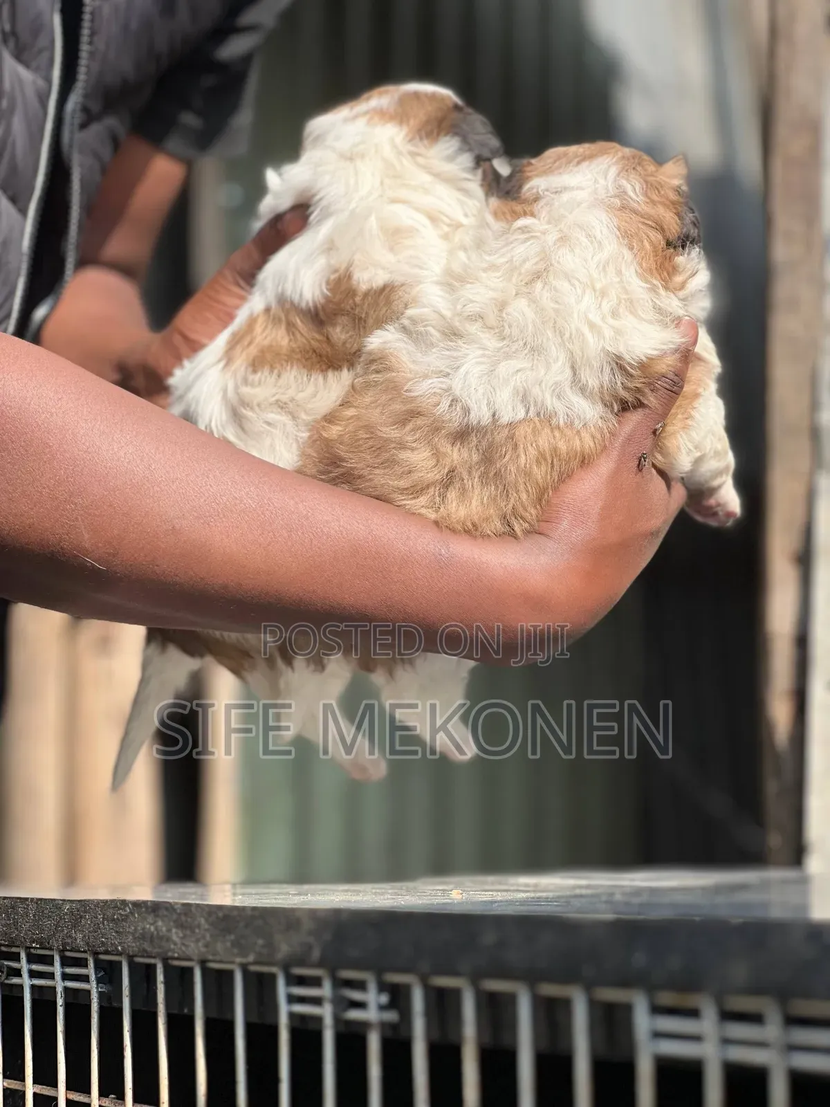 1-3 months Male Purebred Maltese