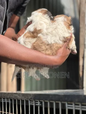 1-3 months Male Purebred Maltese