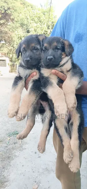 1-3 months Male Purebred German Shepherd