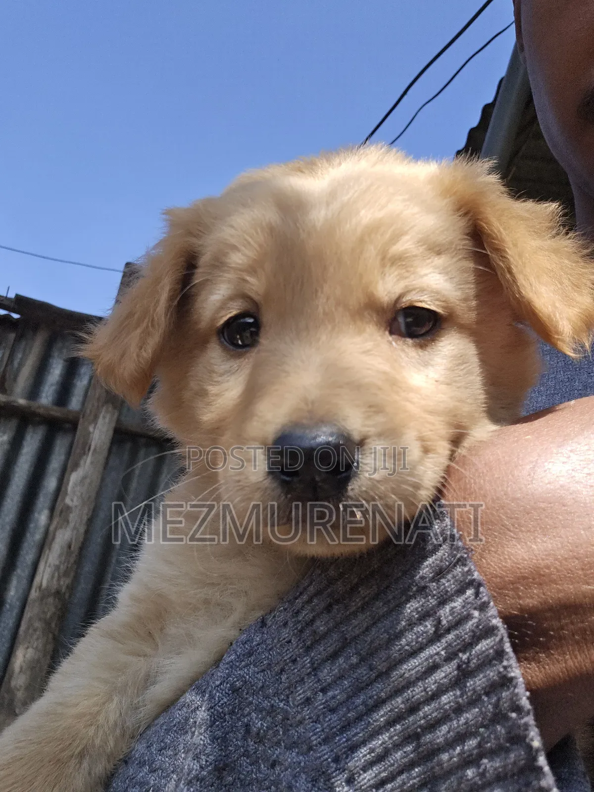 1-3 months Female Purebred Golden Retriever