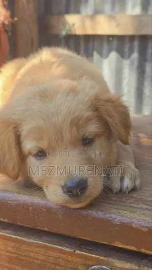 1-3 months Female Purebred Golden Retriever