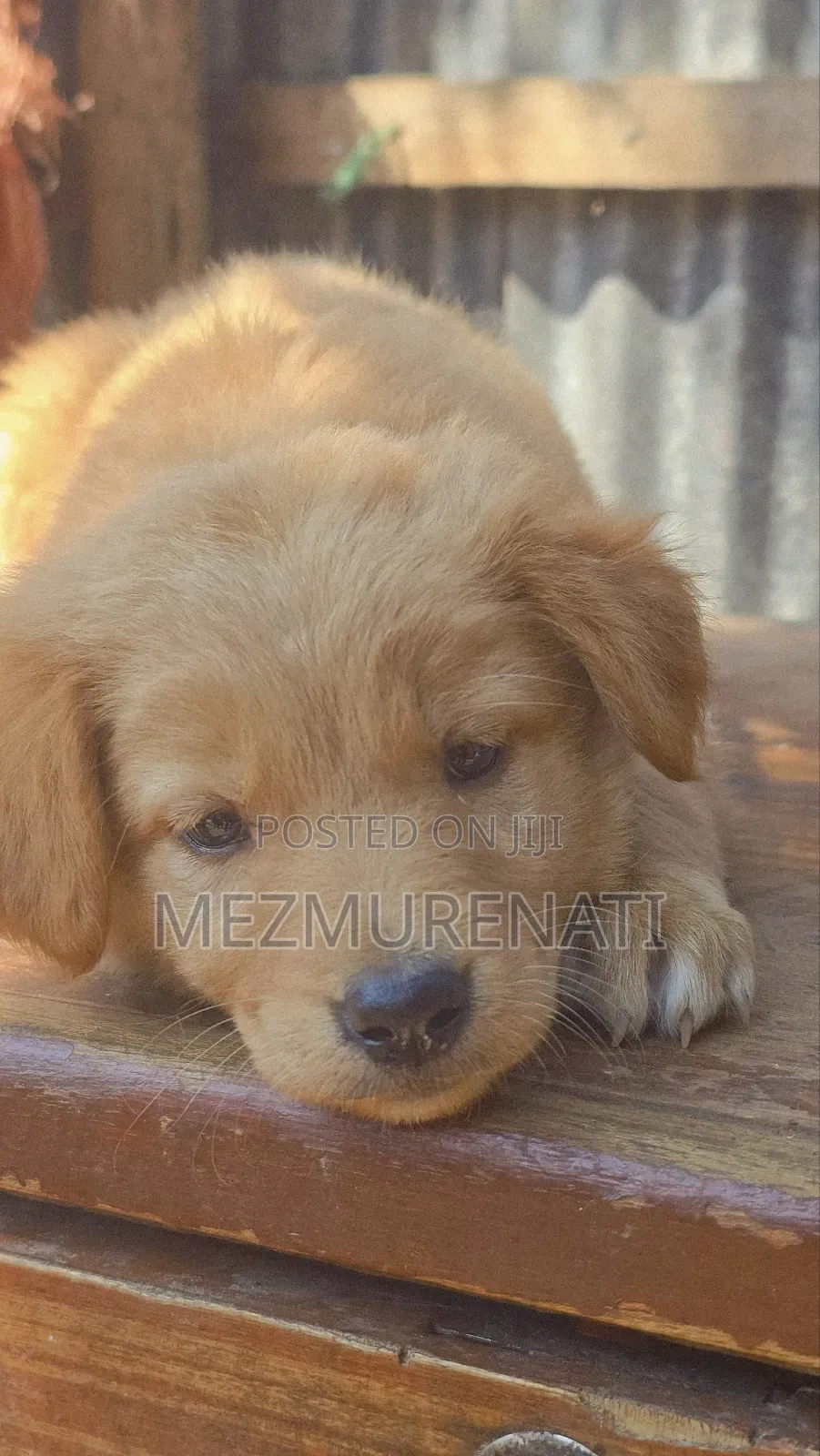 1-3 months Female Purebred Golden Retriever