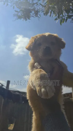 1-3 months Female Purebred Golden Retriever