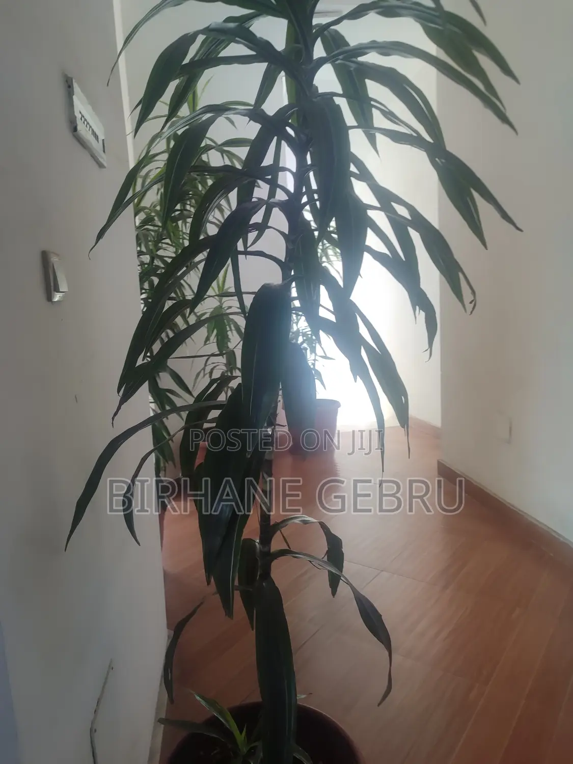 Studio House for Rent