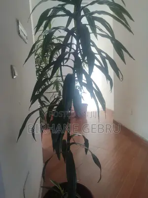 Studio House for Rent