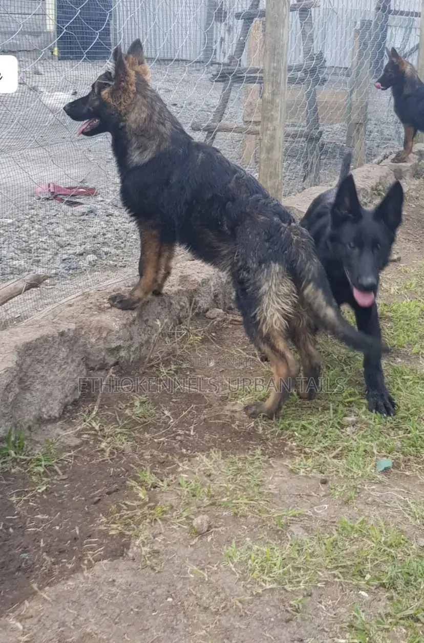 3-6 months Male Purebred German Shepherd