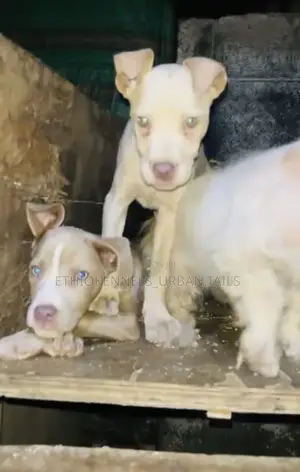 1-3 months Male Purebred American Pit Bull Terrier