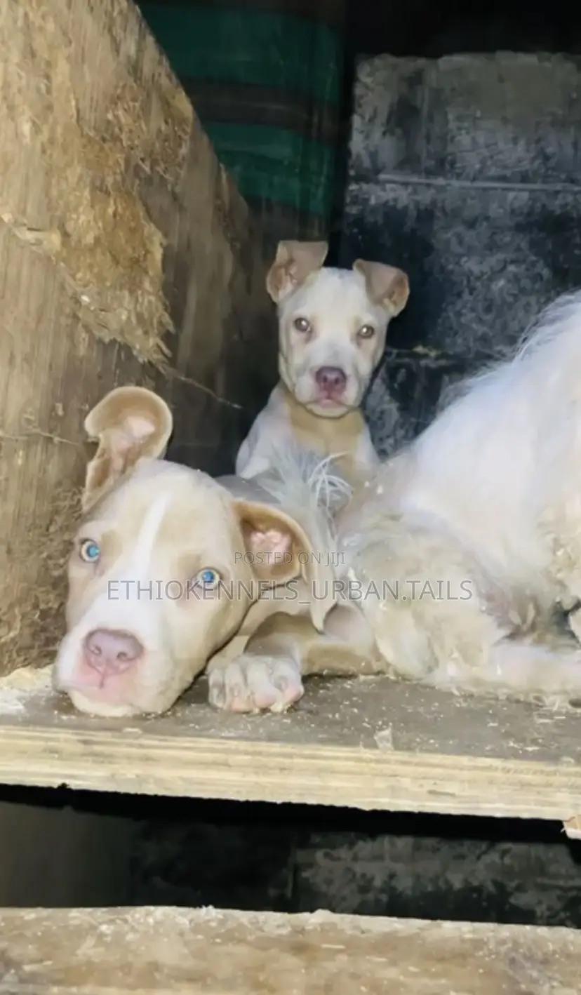 1-3 months Male Purebred American Pit Bull Terrier