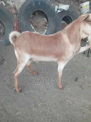 Fiyel Le Gena , Goat for Christmas