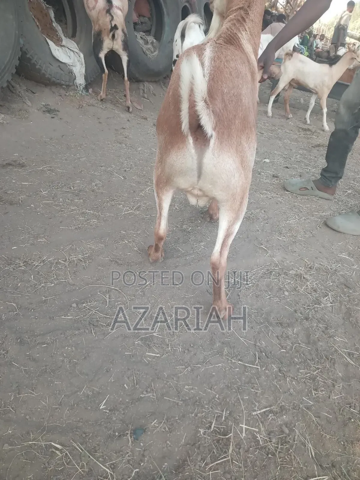 Fiyel Le Gena , Goat for Christmas