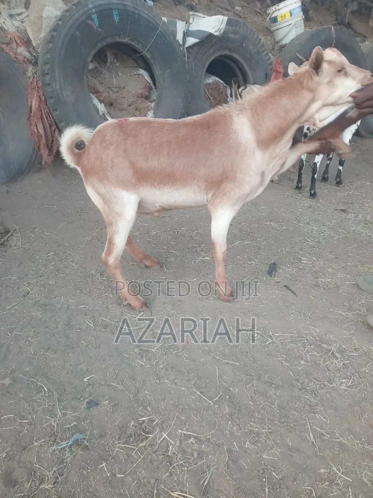 Fiyel Le Gena , Goat for Christmas