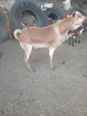 Fiyel Le Gena , Goat for Christmas