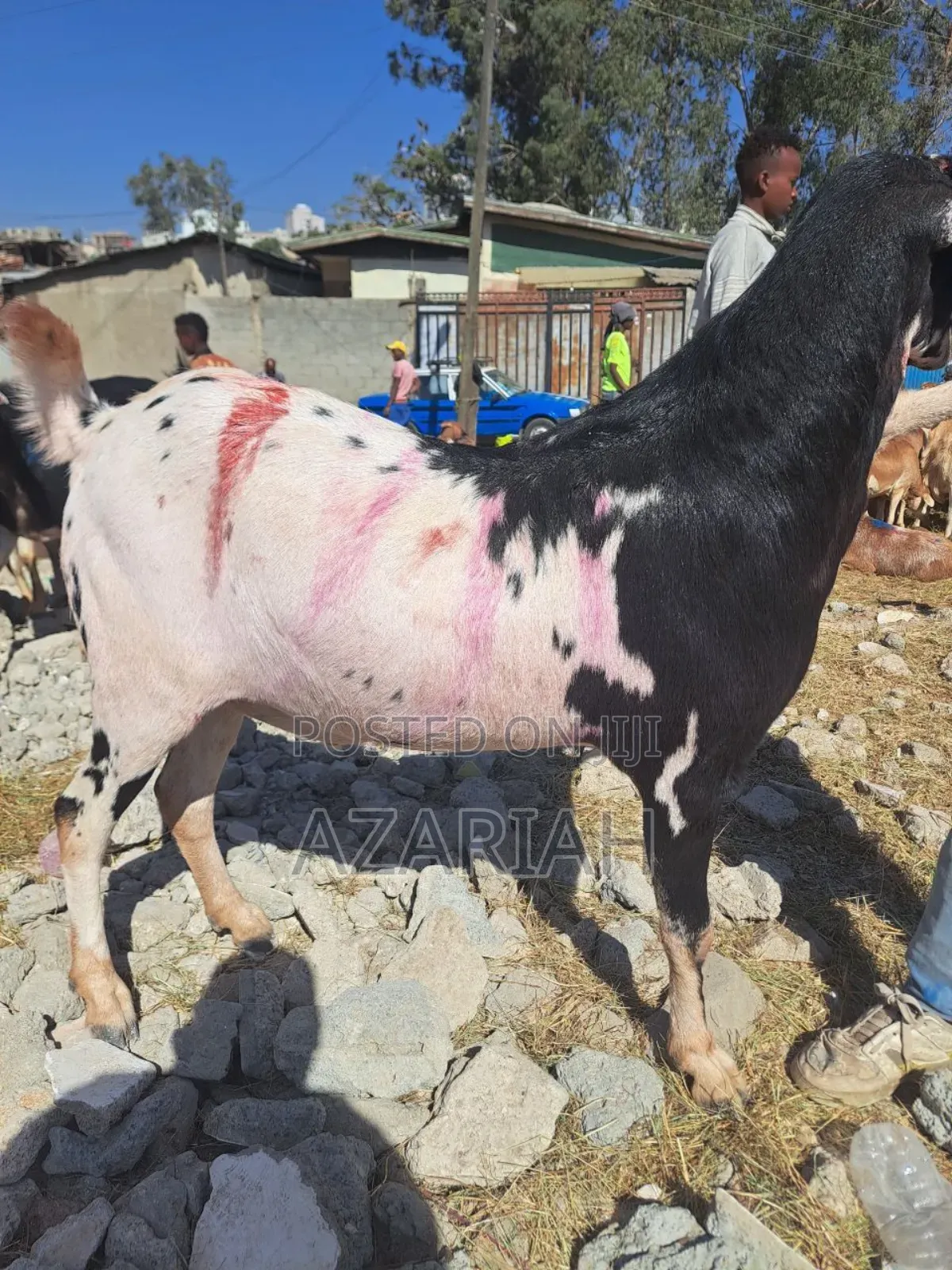 Fiyel Le Gena , Goat for Christmas