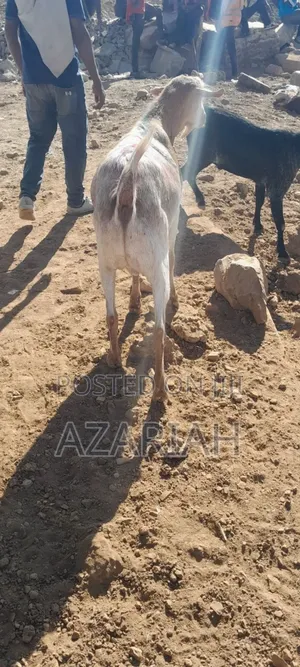 Fiyel Le Gena , Goat for Christmas