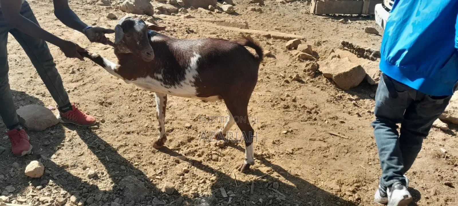 Fiyel Le Gena , Goat for Christmas