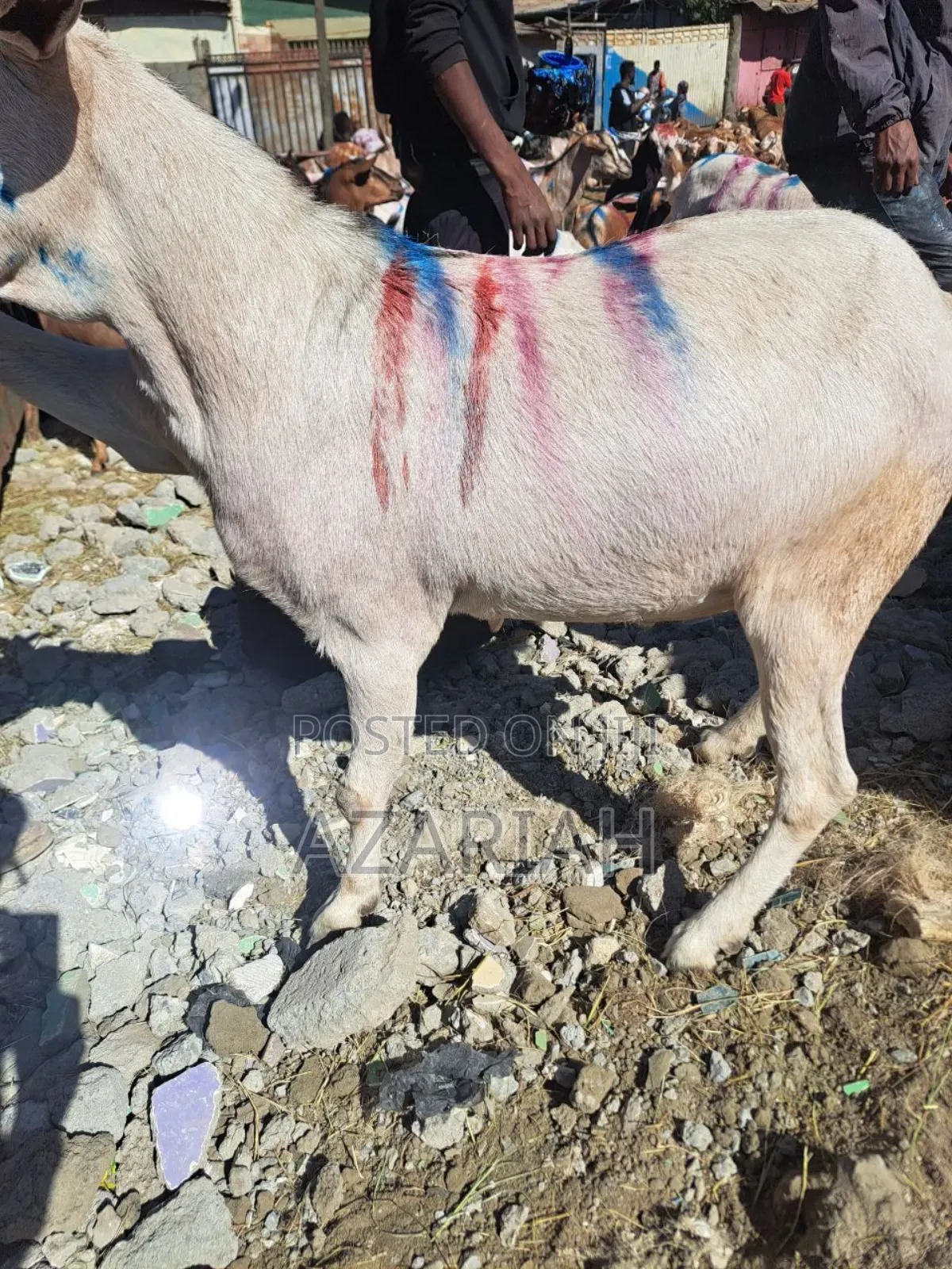 Fiyel Le Gena , Goat for Christmas