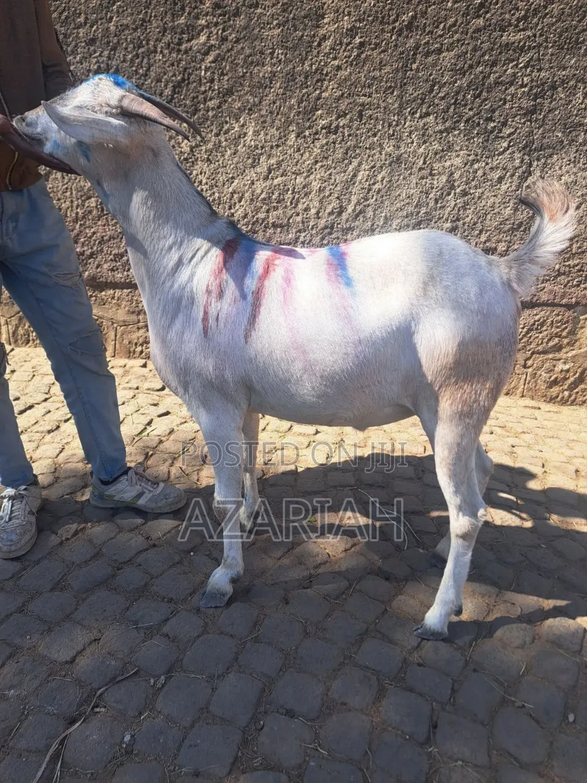 Fiyel Le Gena , Goat for Christmas