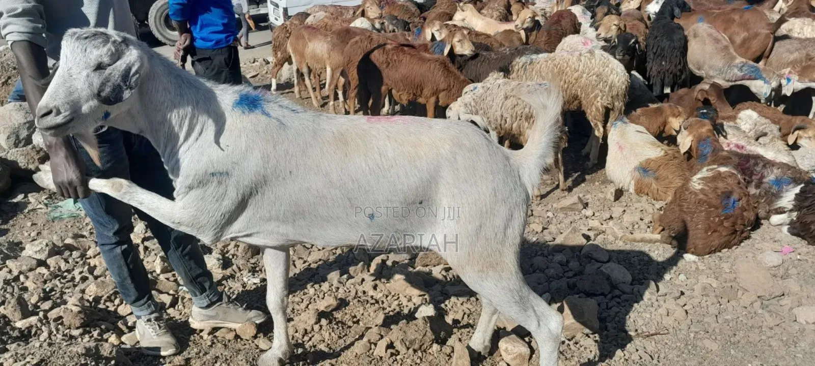 Fiyel Le Gena , Goat for Christmas