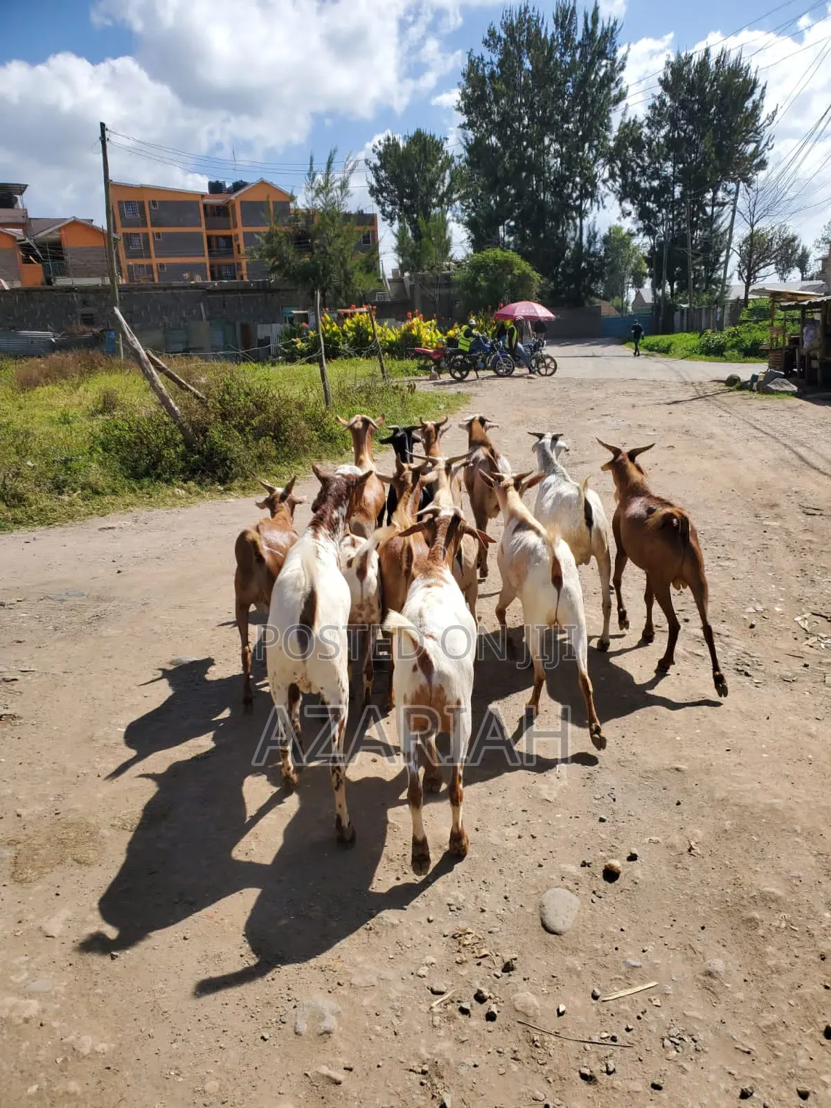 Fiyel Le Gena , Goat for Christmas