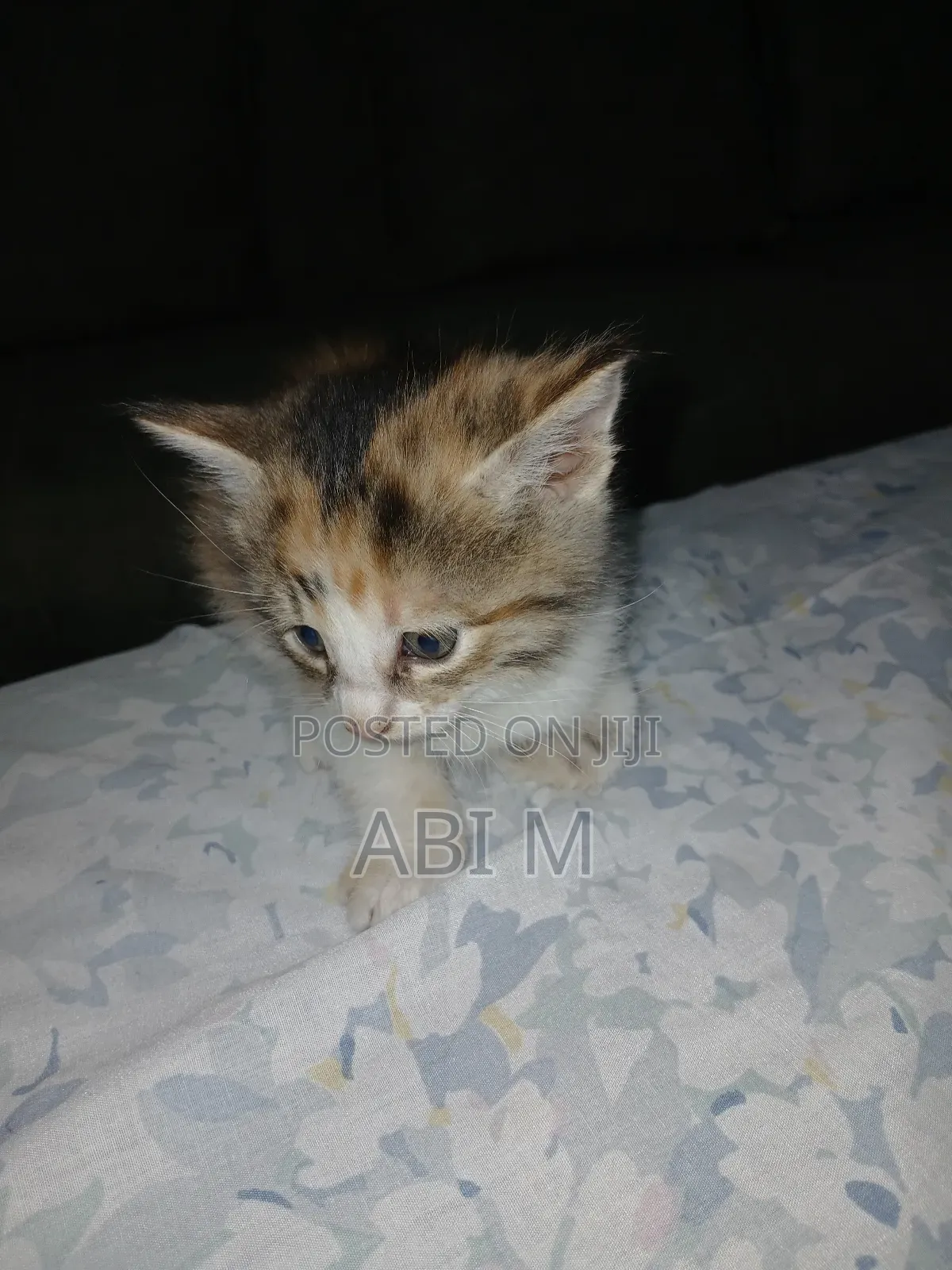 1-3 months Male Mixed Breed Abyssinian